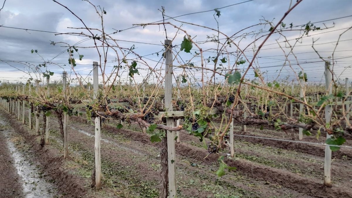 Las heladas y el granizo afectaron a cientos de productores vitivínicolas en Mendoza.