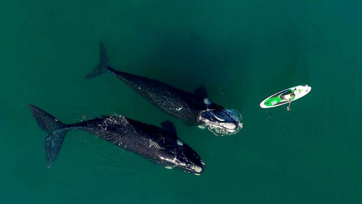 Video viral del año: la ballena y la tabla de surf de Puerto Madryn