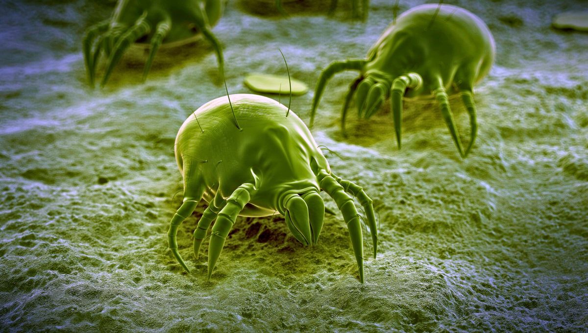 El ácaro del queso (Tyrophagus casei) es un pequeño arácnido que mide menos de un milímetro y que se alimenta de la superficie de los quesos curados. El ácaro del queso (Tyrophagus casei) es un pequeño arácnido que mide menos de un milímetro y que se alimenta de la superficie de los quesos curados. 