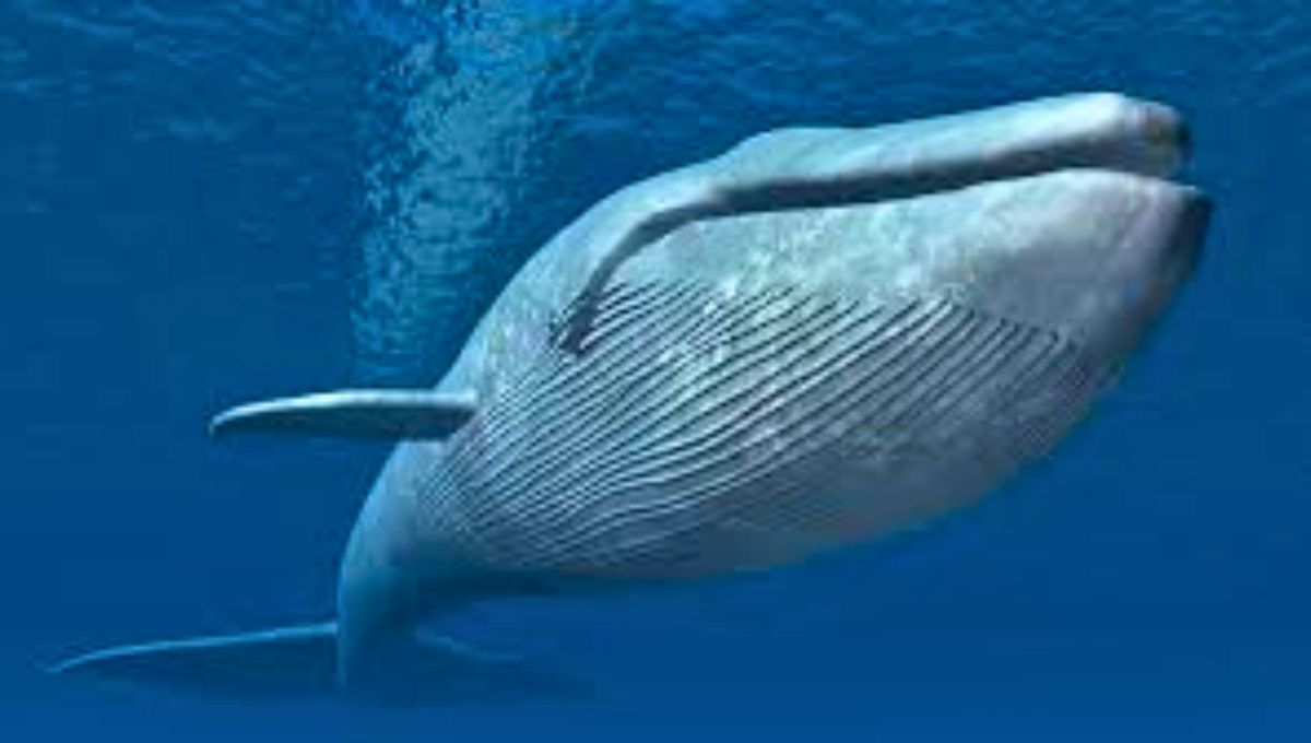 La ballena azul (Balaenoptera musculus) es el mam&iacute;fero m&aacute;s grande del mundo.