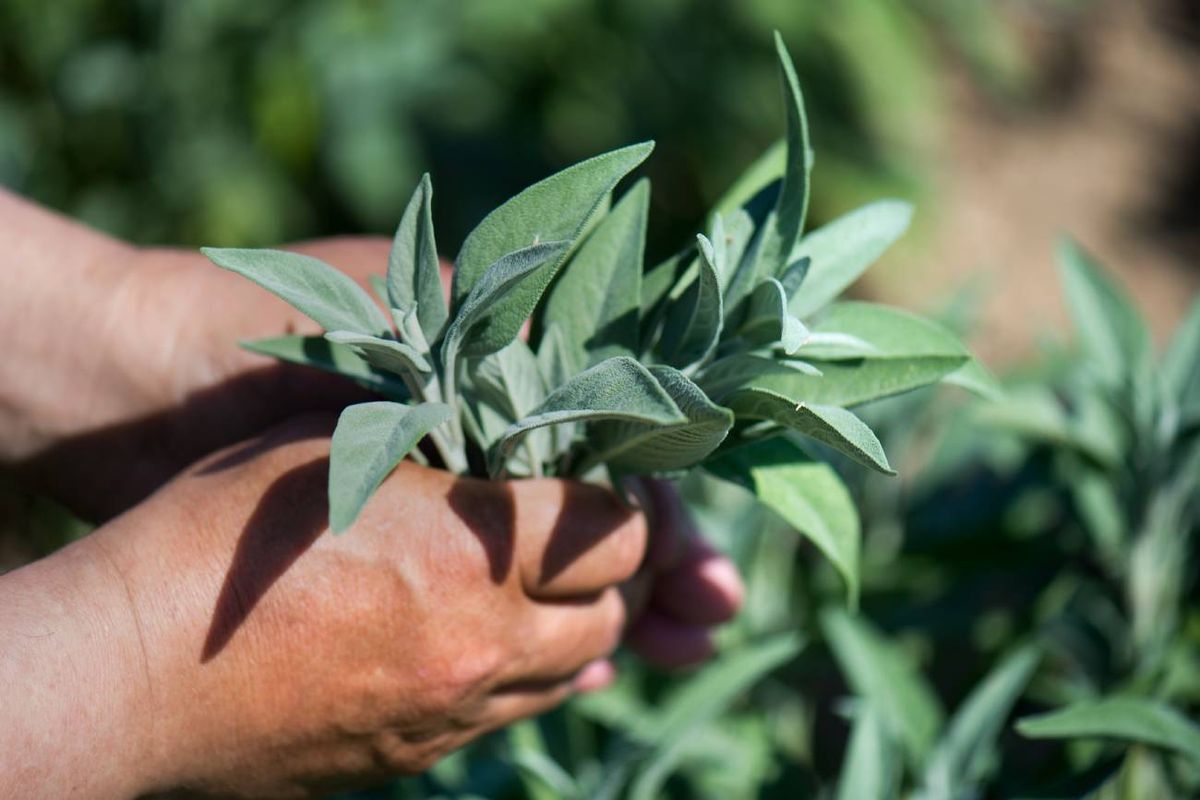 La planta milenaria que ayuda a regular el azúcar y potenciar la memoria