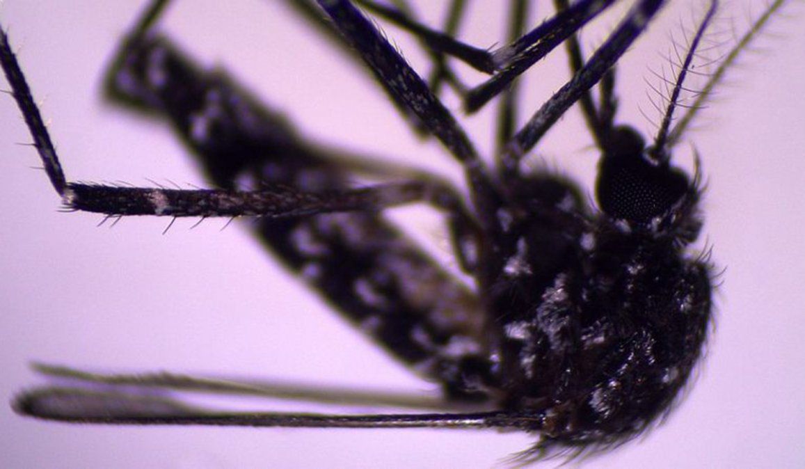 Aedes vittatus se denomina científicamente al mosquito que ha llegado al continente americano, y que ha sido hallado en República Dominicana
