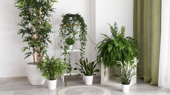 Por qué hay que ponerle bicarbonato a las plantas de interior: qué hace en ellas Por qué hay que ponerle bicarbonato a las plantas de interior: qué hace en ellas