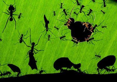 Esta foto fue premiada como la mejor toma de la naturaleza del año