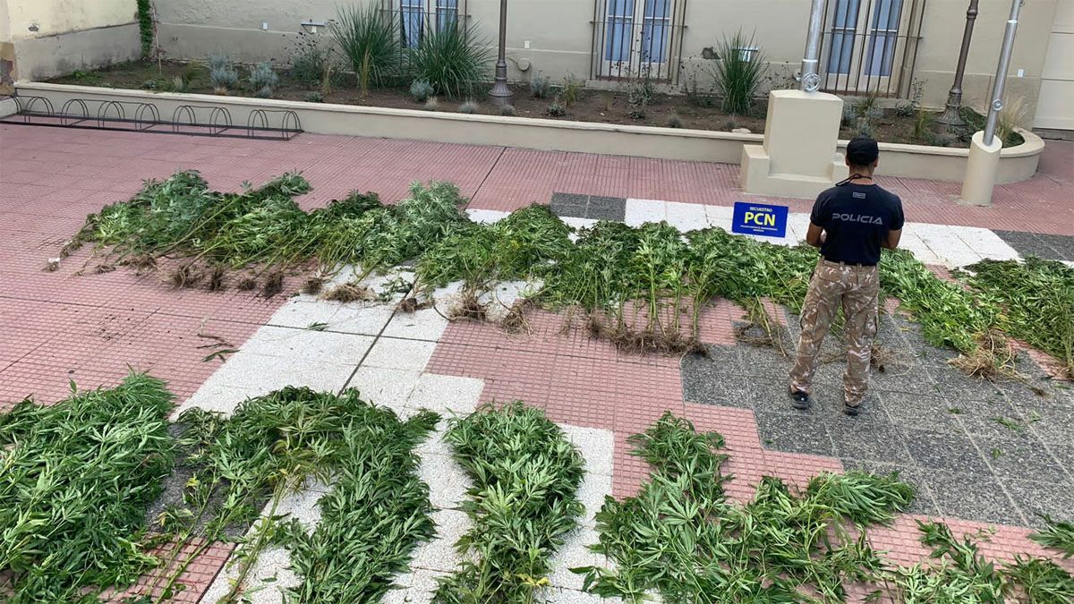 Los sospechosos entregaron las plantas voluntariamente a la Policía.