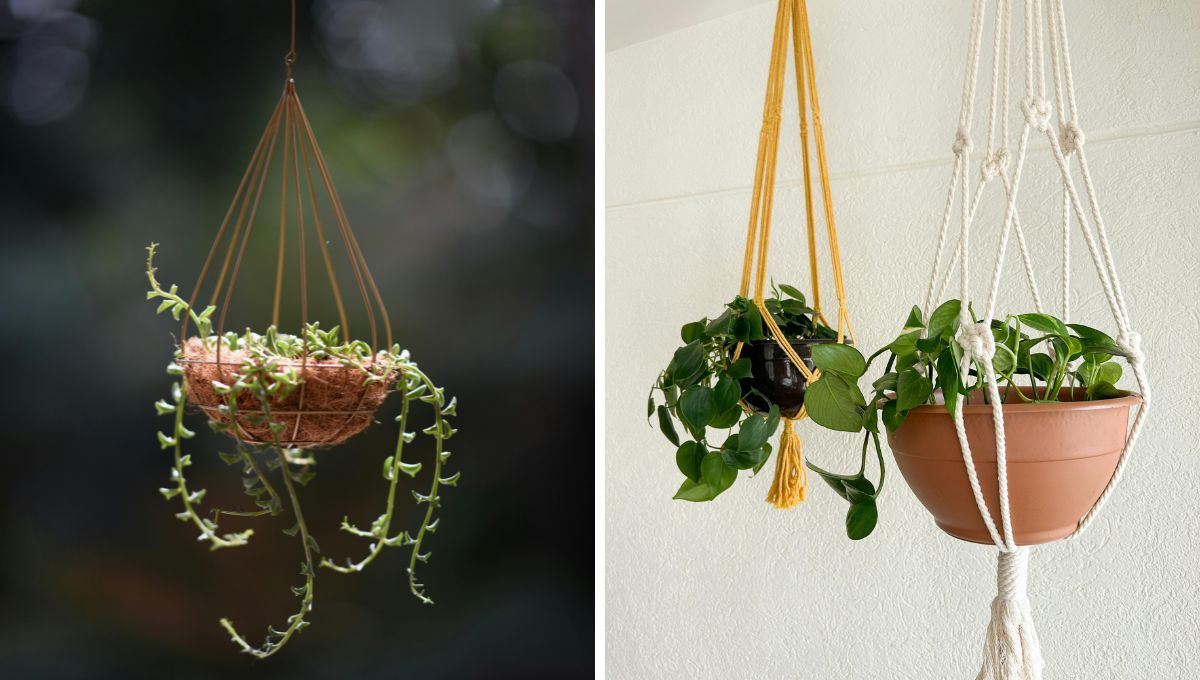 5 plantas colgantes que crecen de forma frondosa y que aportan luz y frescura a cada rincón