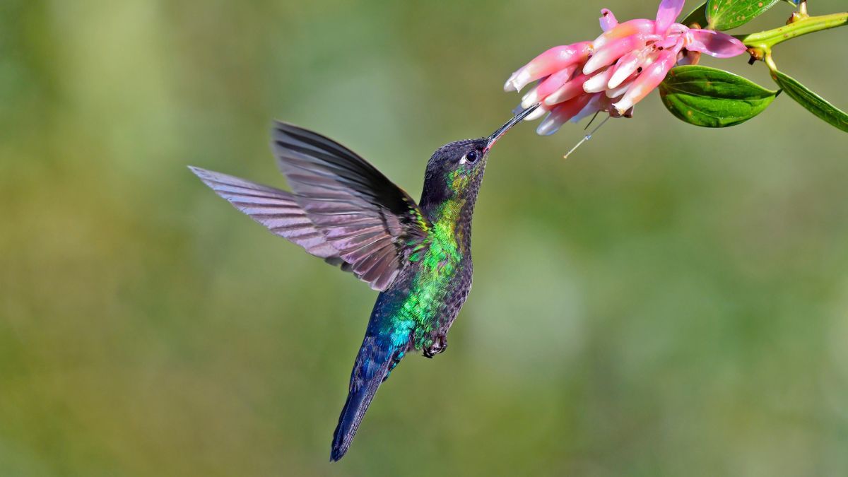 Colibrí, jardín, picaflor