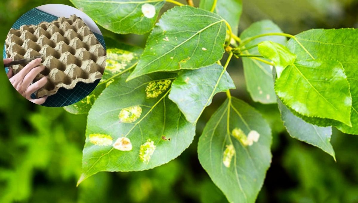 Los maples de huevos pueden ser utilizados con distintos objetivos en el jardín 