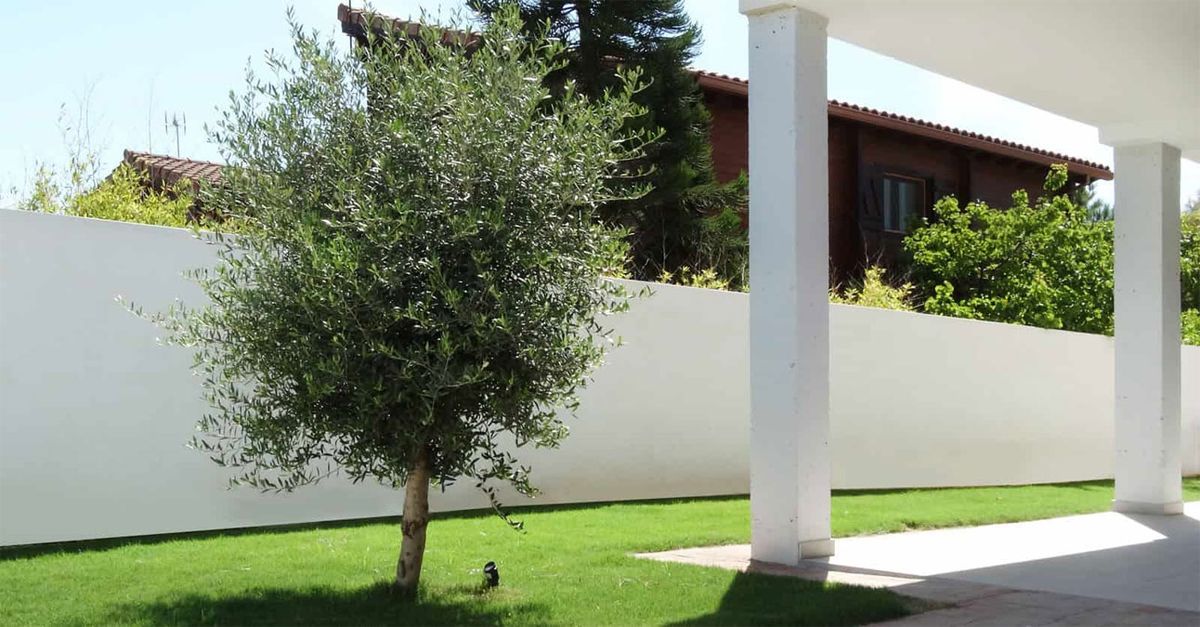 El olivo es un árbol ideal para alcanzar una buena sombra en el jardín. El olivo es un árbol ideal para alcanzar una buena sombra en el jardín.