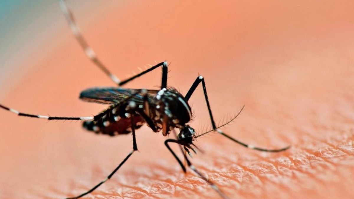 Dengue en Argentina: detectaron un genotipo del virus que no había circulado antes en el país