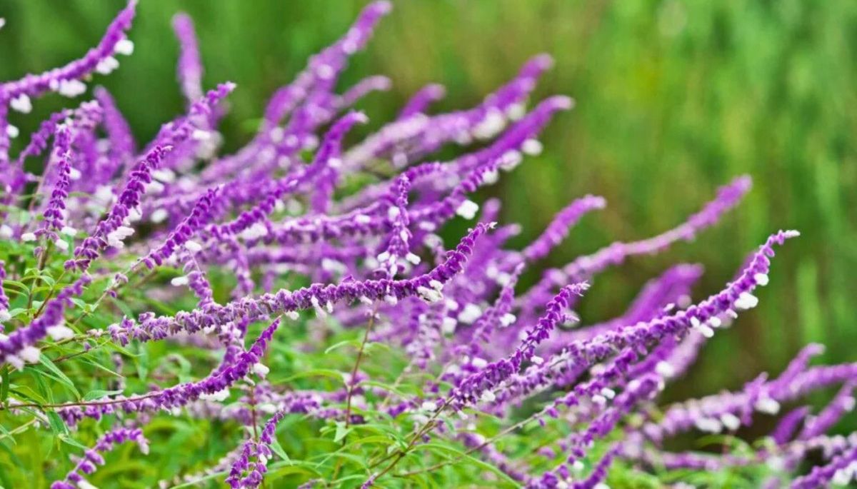 La planta que le dará vida a tu jardín. Imagen: Pixabay