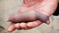 Pez pene: coparon las playas patagónicas y aseguran que es un manjar. Pez pene: coparon las playas patagónicas y aseguran que es un manjar.