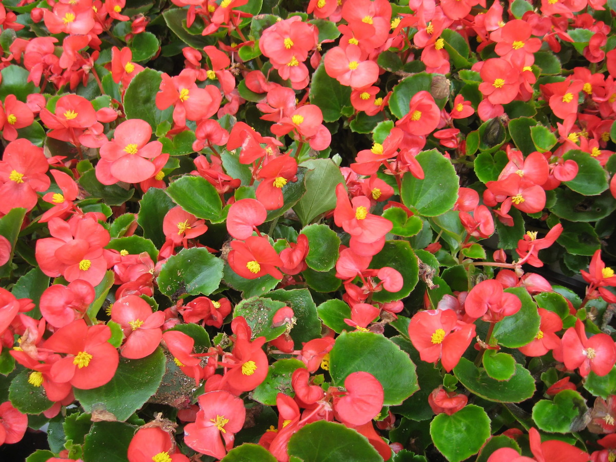 Qué hago si mi planta de begonias no florece y cómo solucionarlo