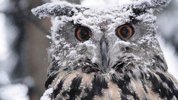 Escoceses tienen 421 palabras para la nieve