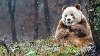 La triste infancia del único panda marrón del mundo