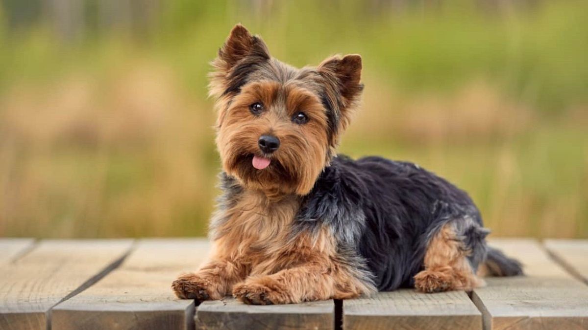El Yorkshire terrier es ideal para tenerlo en departamento