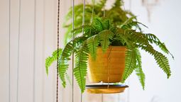 La planta perfecta para el hogar