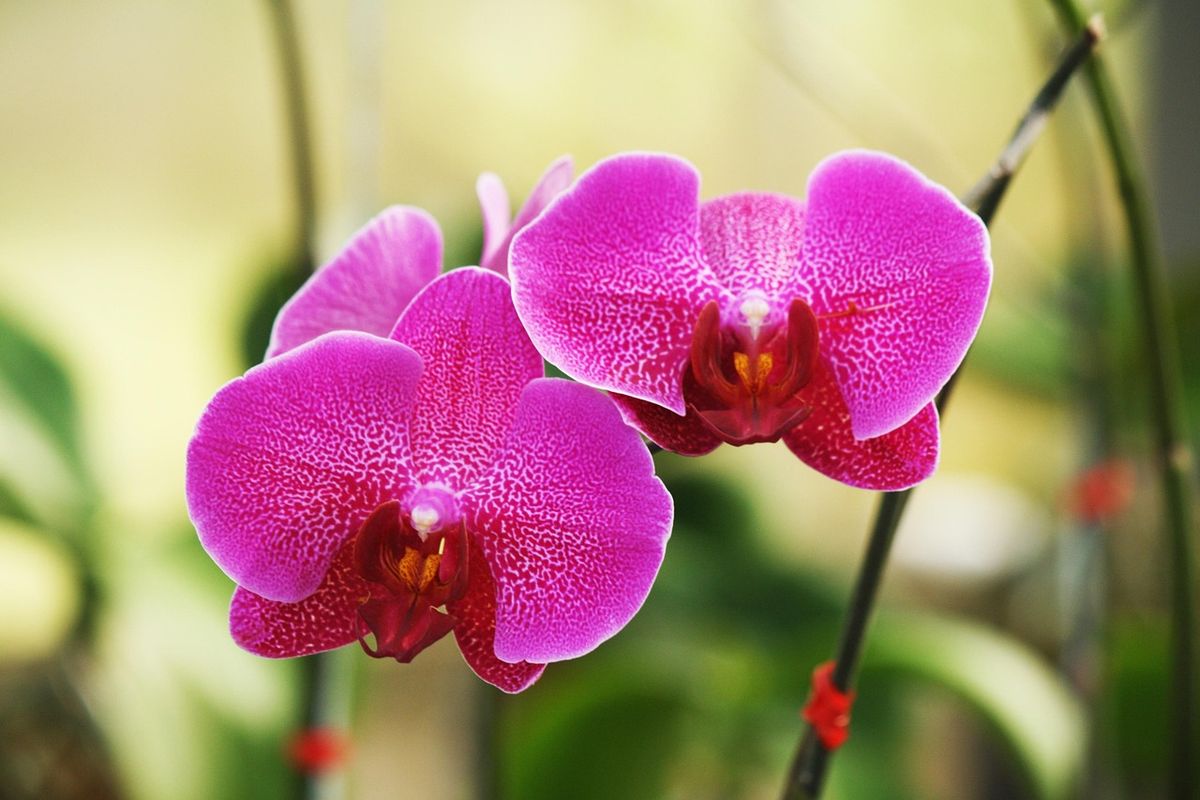 Las plantas de orquídea necesitan un riego especial. Imagen: Pixabay.