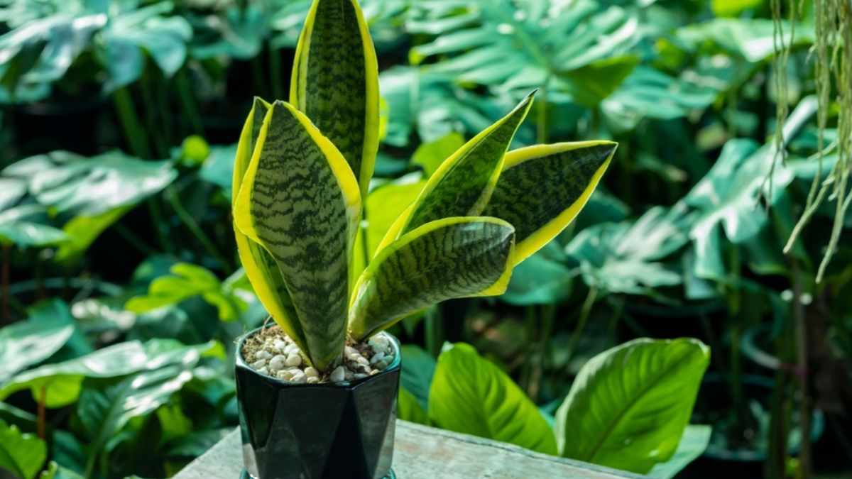 Aprendé a limpiar las hojas de tu sansevieria en pocos pasos. Aprendé a limpiar las hojas de tu sansevieria en pocos pasos.