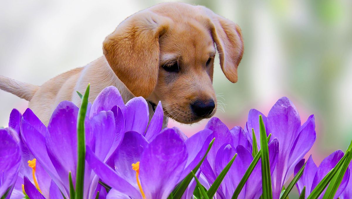 Cómo mantener un jardín verde y seguro para tus mascotas.&nbsp;