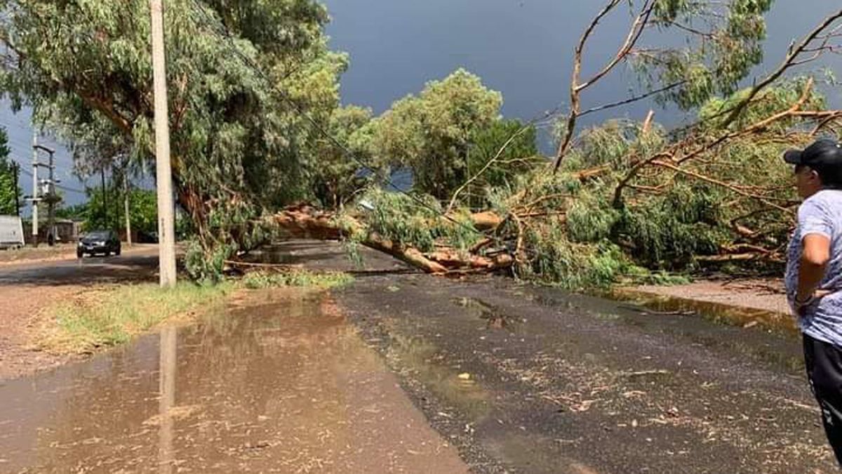 La caída de árboles derivó en la interrupción del servicio de energía eléctrica y el personal de la Cooperativa Eléctrica trabaja para recuperarlo.
