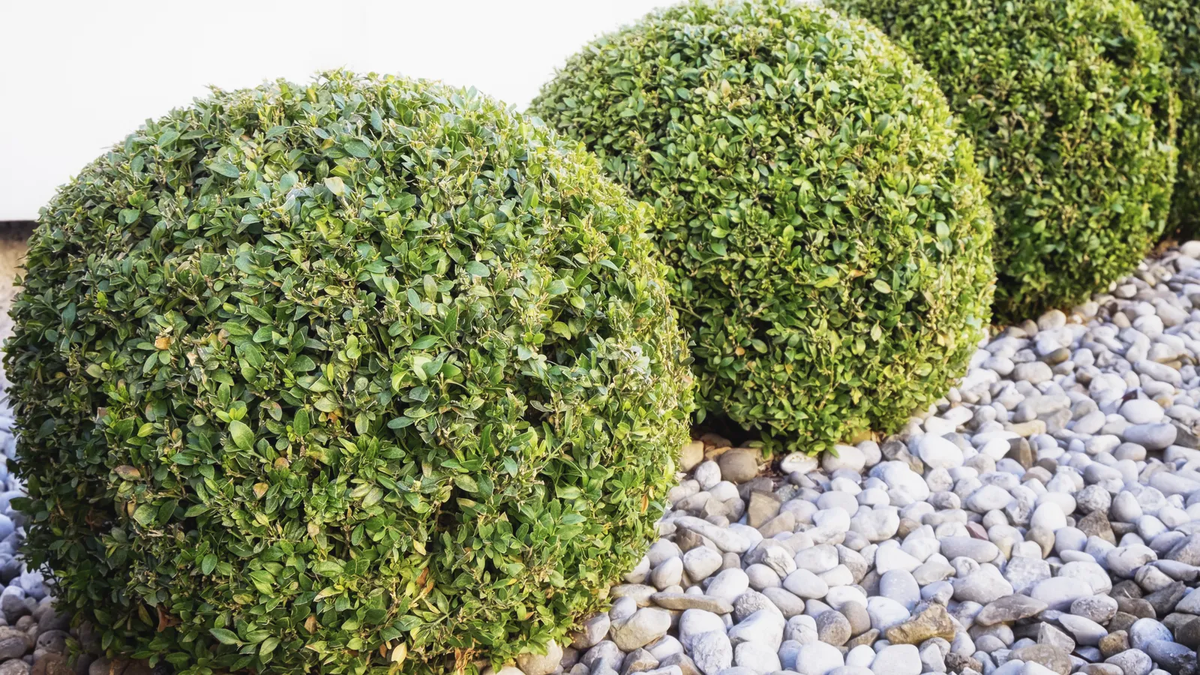 Con la poda, puedes darle la forma que tu quieras. Imagen: Pexels. Con la poda, puedes darle la forma que tu quieras. Imagen: Pexels.