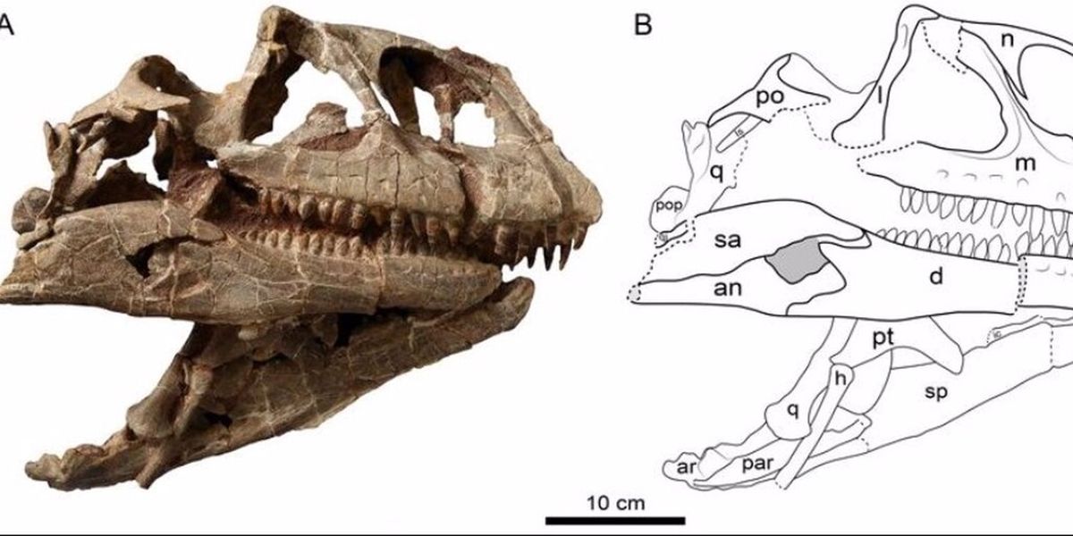 Descubren en China un enorme cráneo de dinosaurio perfectamente conservado Descubren en China un enorme cráneo de dinosaurio perfectamente conservado