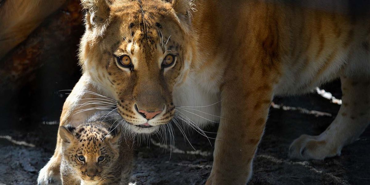 Animales en cautiverio. Rescatan a una leona y un tigre de bengala de un campo.
