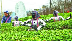 Robots humanoides se disponen en una plantación de té para ayudar en la cosecha primaveral en Huanggang, provincia de Hubei, el 22 de marzo. Wang Jiang / para CHINA DAILY.
