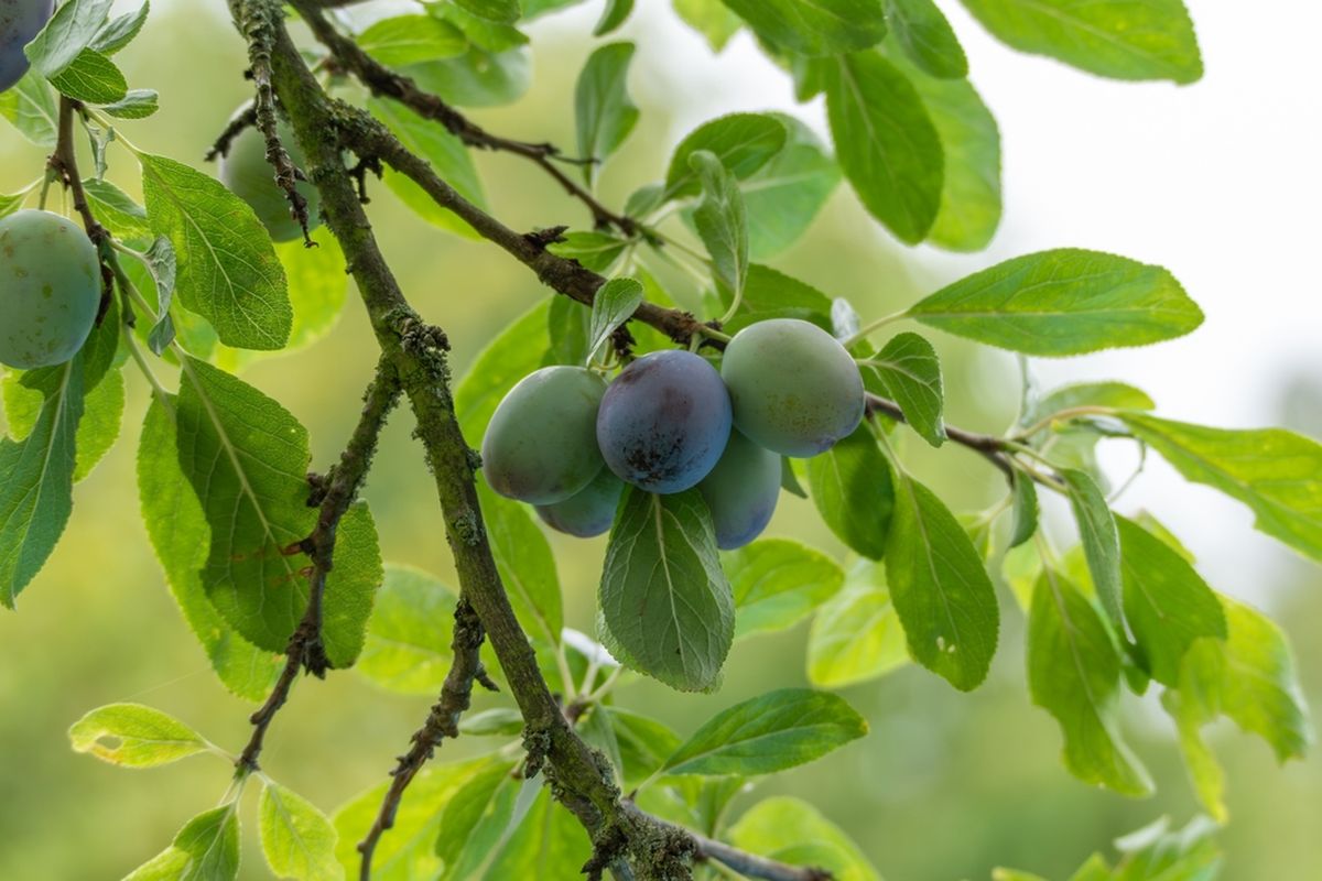 El ciruelo enano es el mejor &aacute;rbol frutal para tener en el jard&iacute;n.