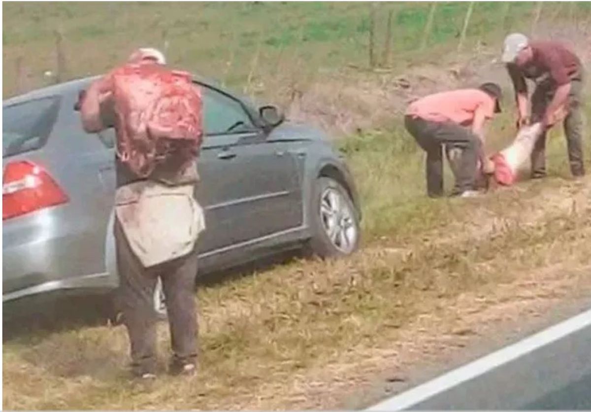 Las faenaron en el acto. Volcó un camión que con vacas y las faenaron en la ruta. Las faenaron en el acto. Volcó un camión que con vacas y las faenaron en la ruta.