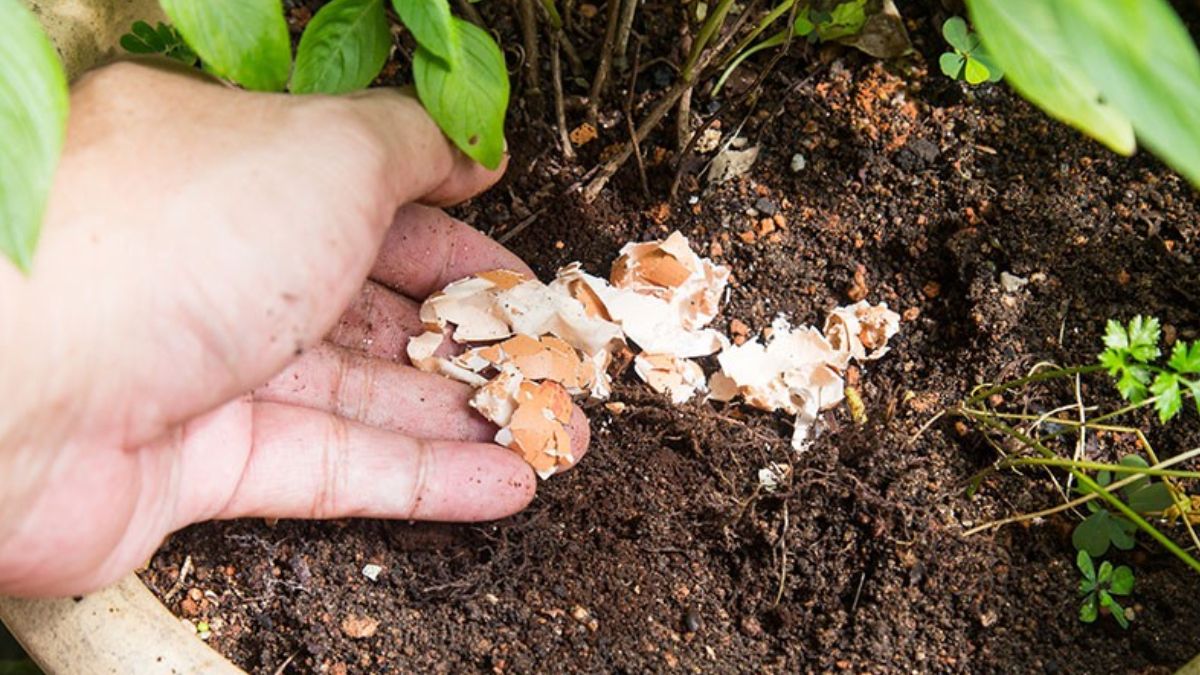 La cáscara de huevo aporta una gran cantidad de calcio para el crecimiento de las plantas.