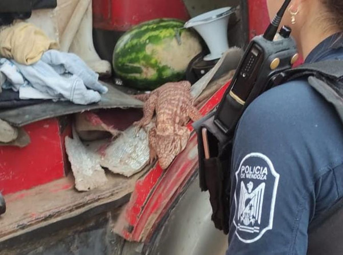La iguana colorada que fue rescatada por la Policía Rural.