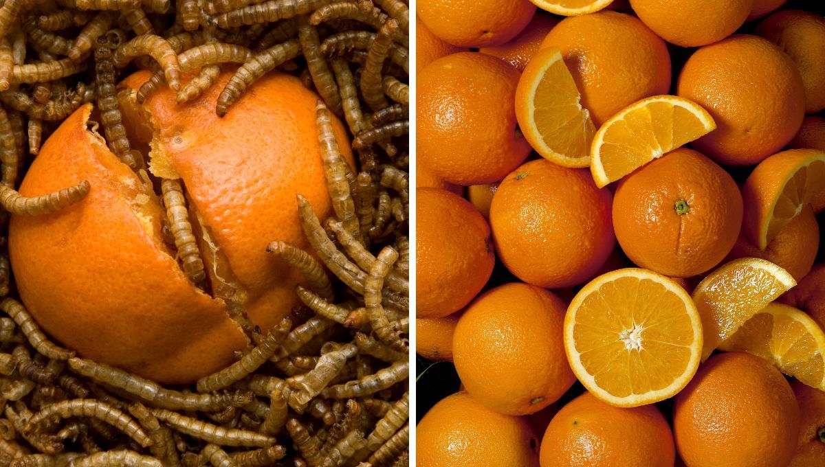 Hacks para conservar las frutas y verduras por más tiempo en la heladera