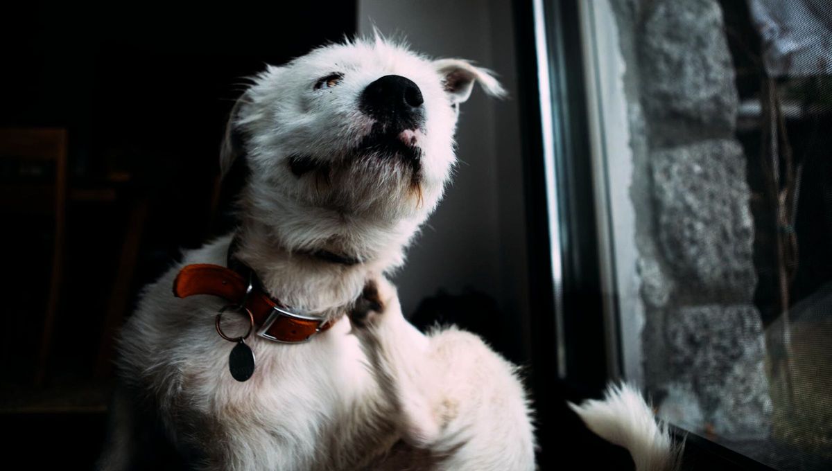 La señal que todos los dueños confunden e indica que un perro tiene garrapatas