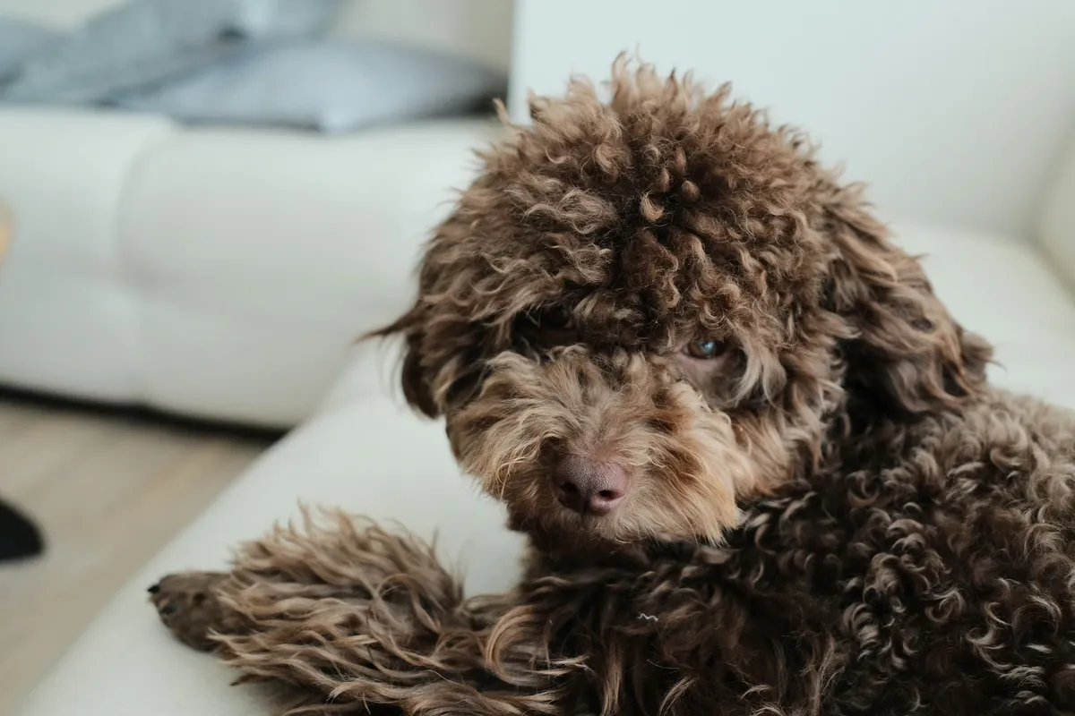 Recolectores atropellaron a su perro y lo tiraron al camión de la basura ante su mirada atónita