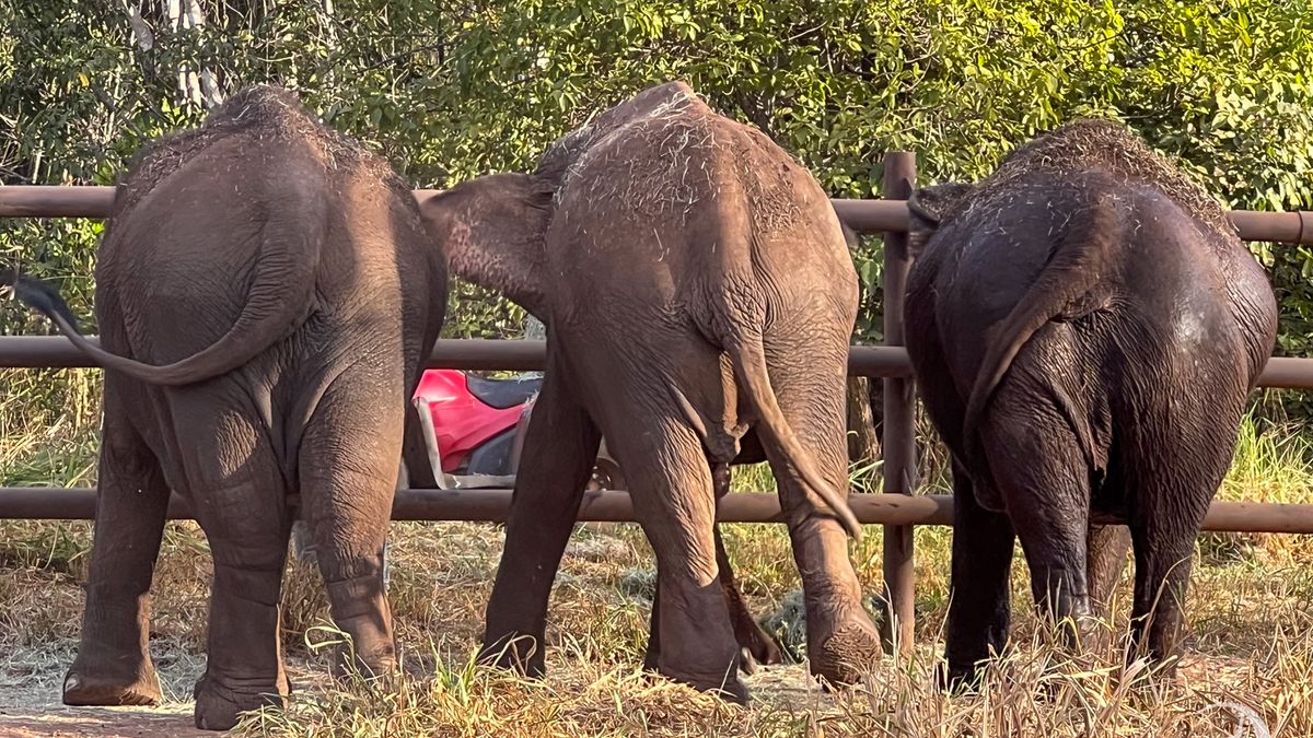 Los espacios para que las elefantas recorran con libertad en el Santuario de Brasil están vayados para mantenerlos con las personas separados. Los espacios para que las elefantas recorran con libertad en el Santuario de Brasil están vayados para mantenerlos con las personas separados.