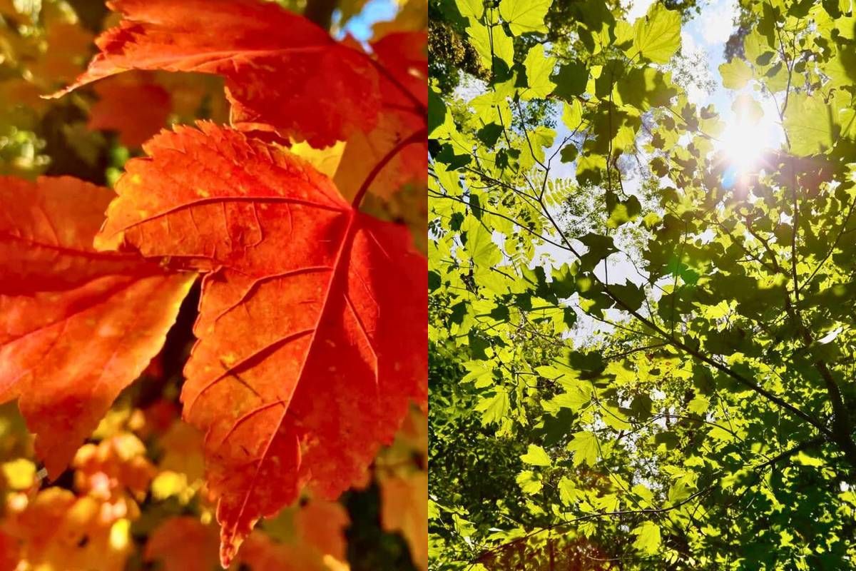 Los paisajes de Jalisco poco tienen que envidiarle a Canad&aacute;.