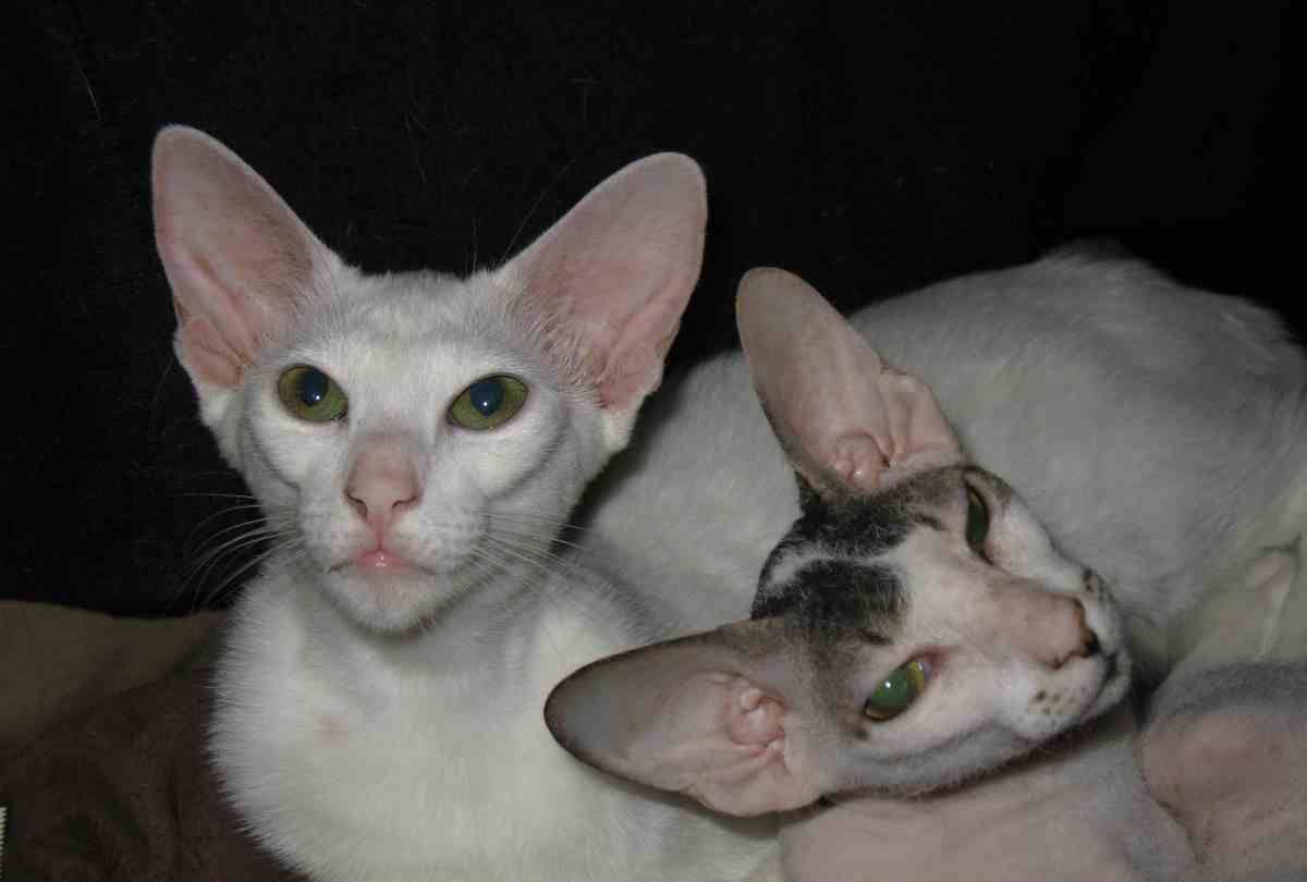 Elegante, cariñoso y atlético: la raza de gato que es ideal para incorporar a una familia Elegante, cariñoso y atlético: la raza de gato que es ideal para incorporar a una familia