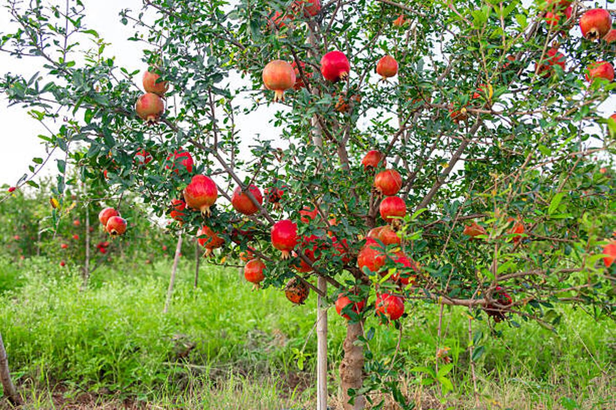 Granado, el árbol frutal que llega para destronar al limonero y al naranjo. Granado, el árbol frutal que llega para destronar al limonero y al naranjo.