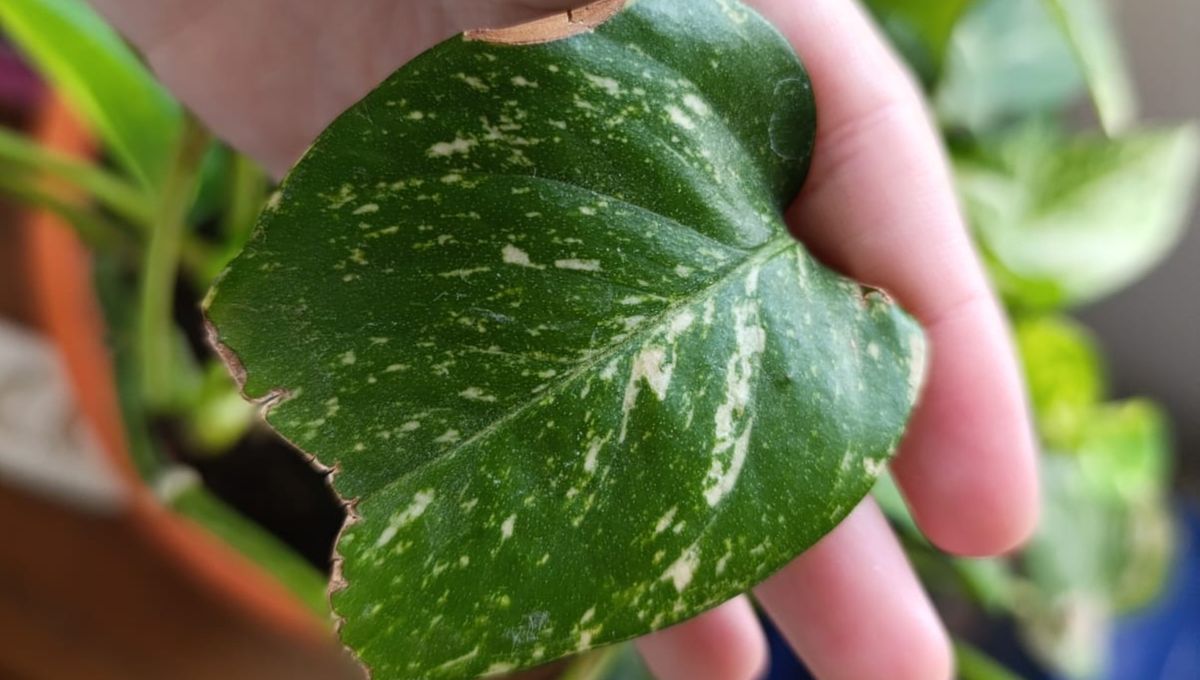 Cuando el aire está muy seco (por calefacción, aire acondicionado o simplemente clima seco), la hoja nueva que está por salir se queda "pegada" en la vaina del tallo. Cuando el aire está muy seco (por calefacción, aire acondicionado o simplemente clima seco), la hoja nueva que está por salir se queda "pegada" en la vaina del tallo.