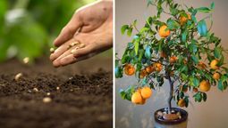 Árbol de naranja: cómo aprovechar la primavera para tener uno en casa si tengo poco espacio
