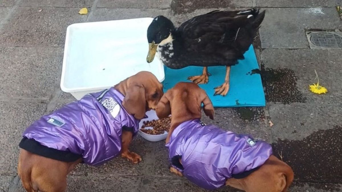 El pato Juan estaba acostumbrado desde chiquito a vivir con sus hermanos perros, pero ahora el animal no volverá al puesto de flores. El pato Juan estaba acostumbrado desde chiquito a vivir con sus hermanos perros, pero ahora el animal no volverá al puesto de flores.