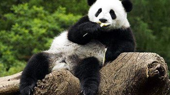 Tres personas fueron procesadas en China por matar un panda gigante y vender su carne