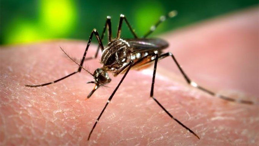 Un chico de 14 murió por dengue