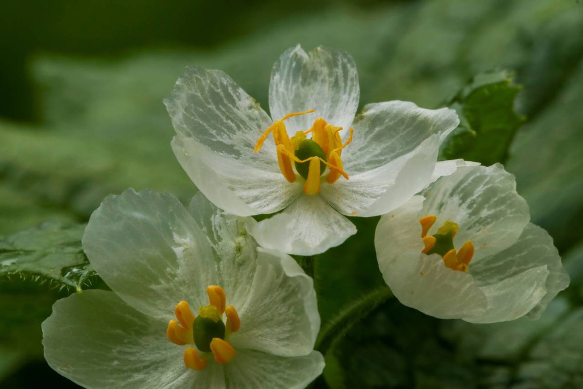 Una planta única en el mundo: es nativa de Japón