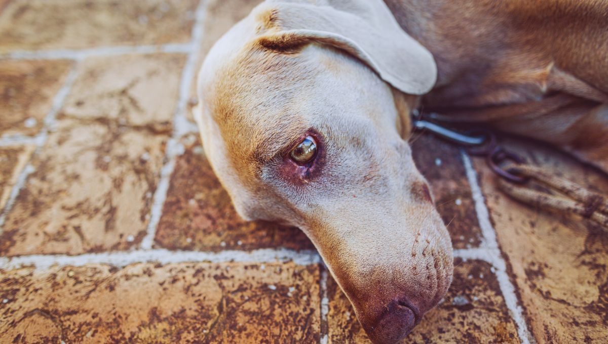 Cuáles son las señales de envenenamiento en mascotas y cómo actuar oportunamente