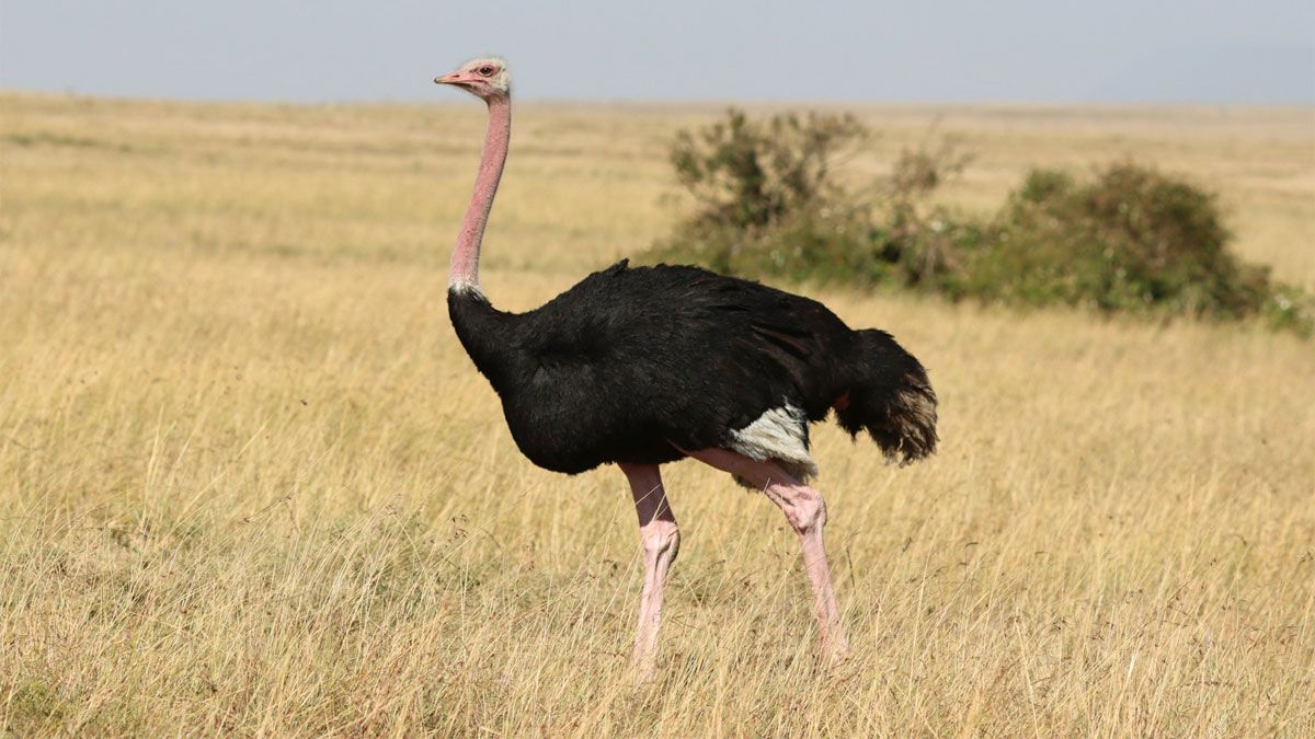 El avestruz es una de las aves más grandes y bellas del mundo. Foto: enciclopediaiberoamericana. El avestruz es una de las aves más grandes y bellas del mundo. Foto: enciclopediaiberoamericana.