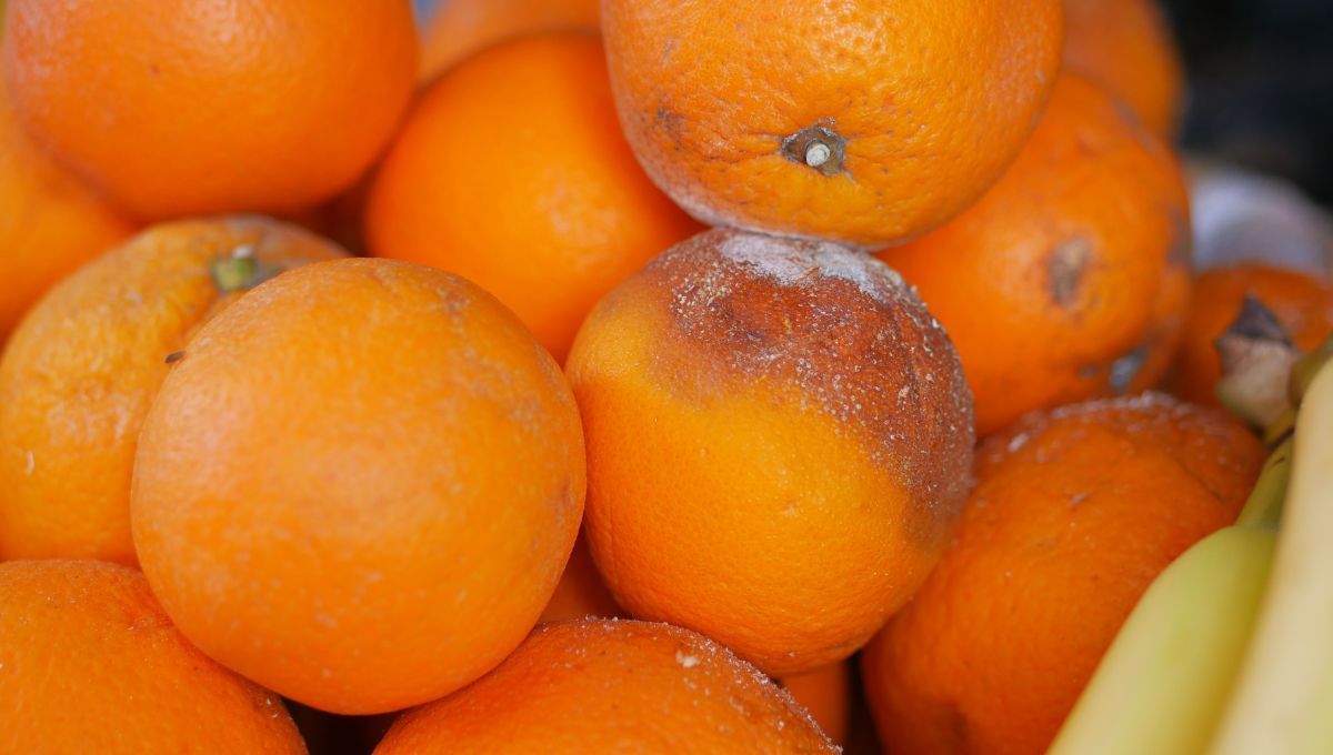 Frutas podridas. Frutas podridas. 