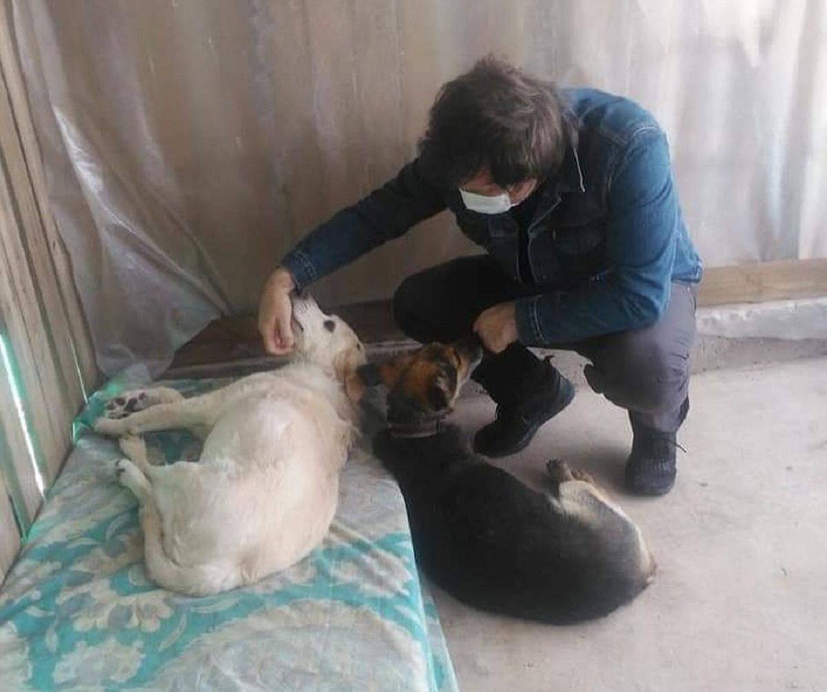 Javier Milei reposteó una publicación de un refugio de perros de Mendoza y estallaron las ayudas.